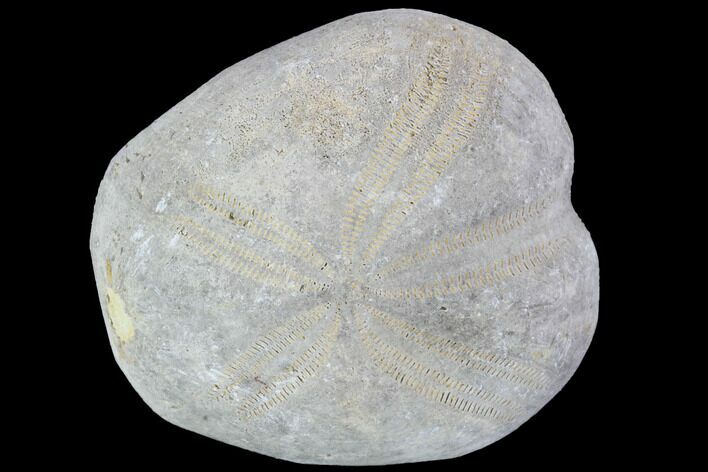 Toxaster Fossil Echinoid (Sea Urchin) - Agadir, Morocco #90590